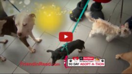 Reed Nissan 90-Day Adopt-a-Thon