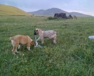 Armenia Animal Shelter