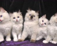 Kittens Orlando FL